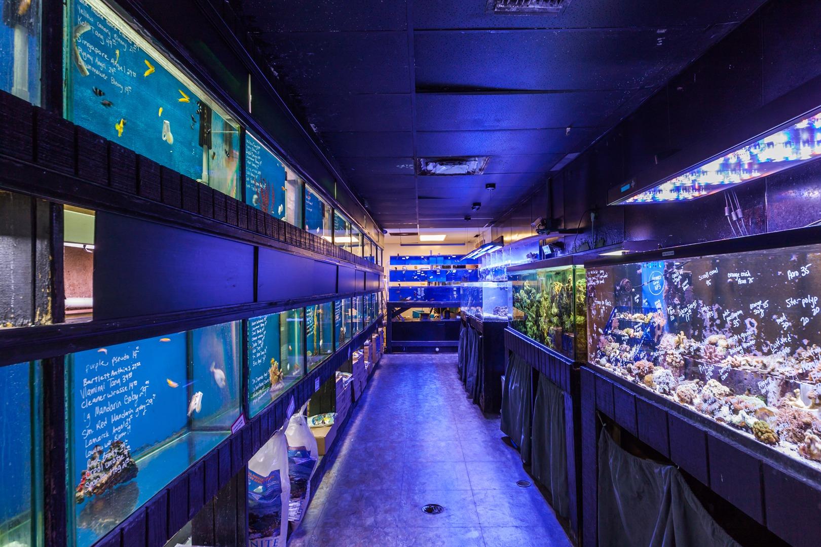 fish store online