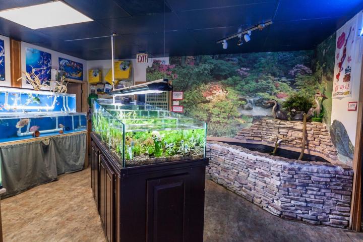 Keep Your Aquarium Pristine: Professional Maintenance Services for Crystal-Clear Results !