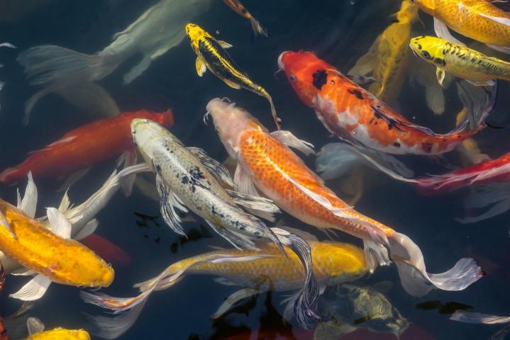 Aquarium Store Melbourne Nahacky s Aquarium