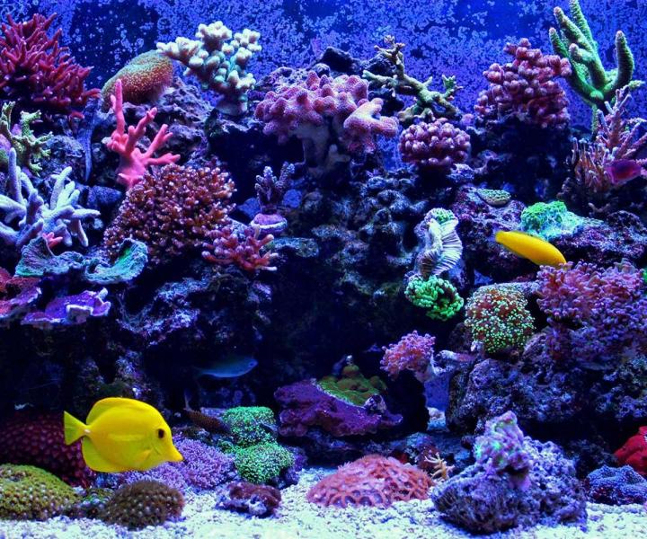 Aquarium Store Melbourne Nahacky s Aquarium